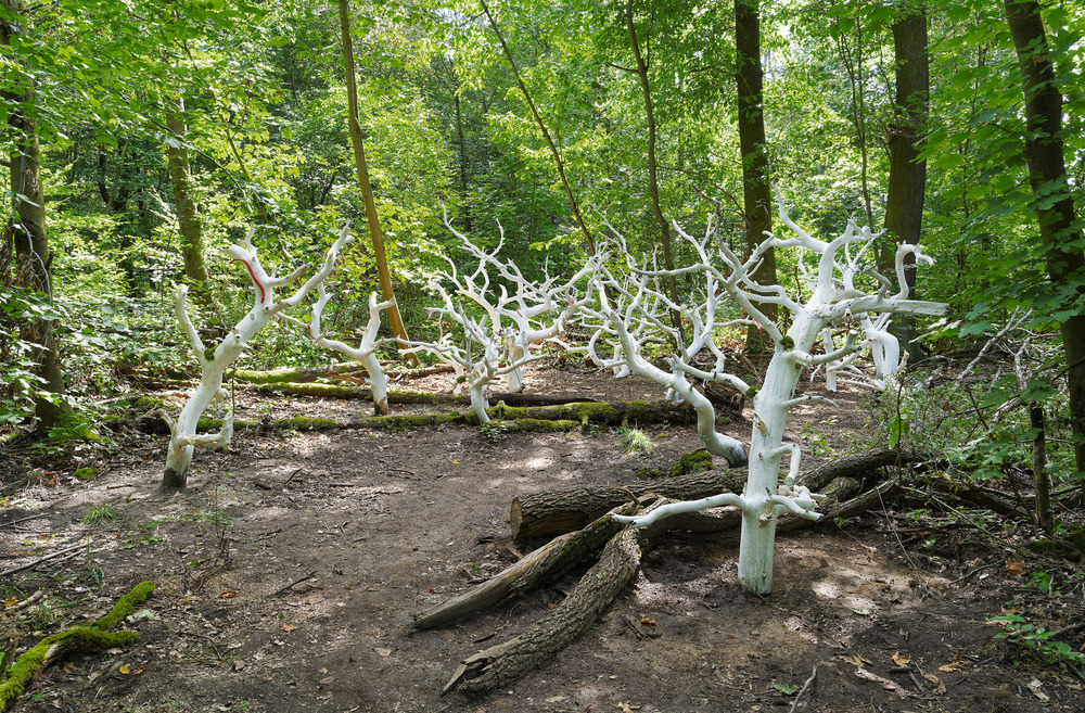 rathnau forest bleaching goenner 01559 web